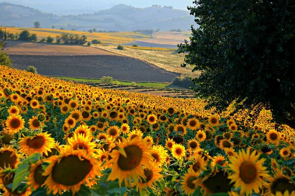 A field with sunflowers in an Italian town