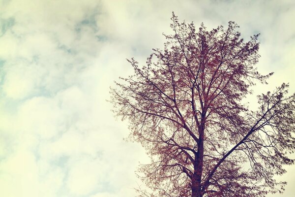 Weiße Wolken, die vom Baum weglaufen