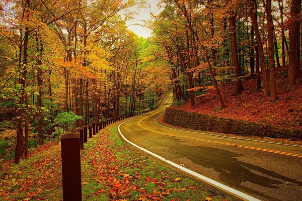 Herbststraße, mitten im Wald