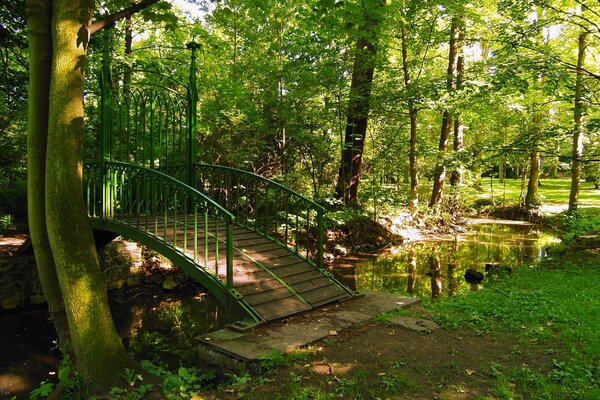 Kleine Brücke im großen Wald