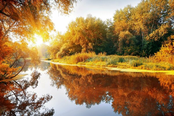 Bosque de otoño a orillas del lago