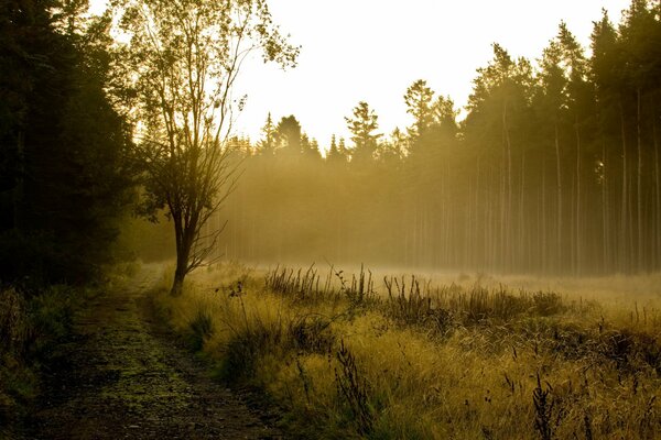 Piękny krajobraz las we mgle