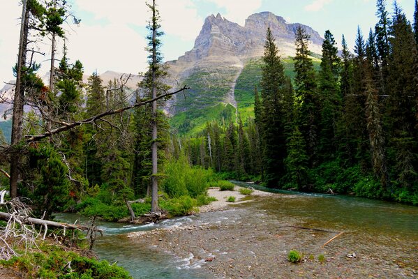 Fauna selvatica Vergine del Parco Nazionale degli Stati Uniti