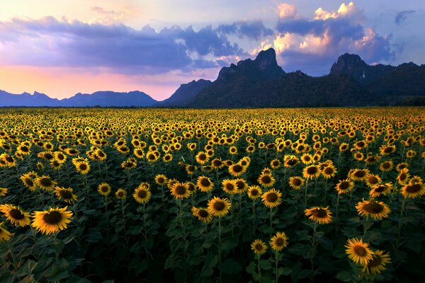 Ein gelbes Feld von Sonnenblumen unter den Wolken