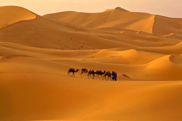 In the sandy desert, the crests of moving dunes