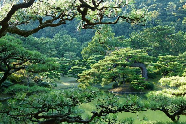 Великолепие японского парка в наличии зелени