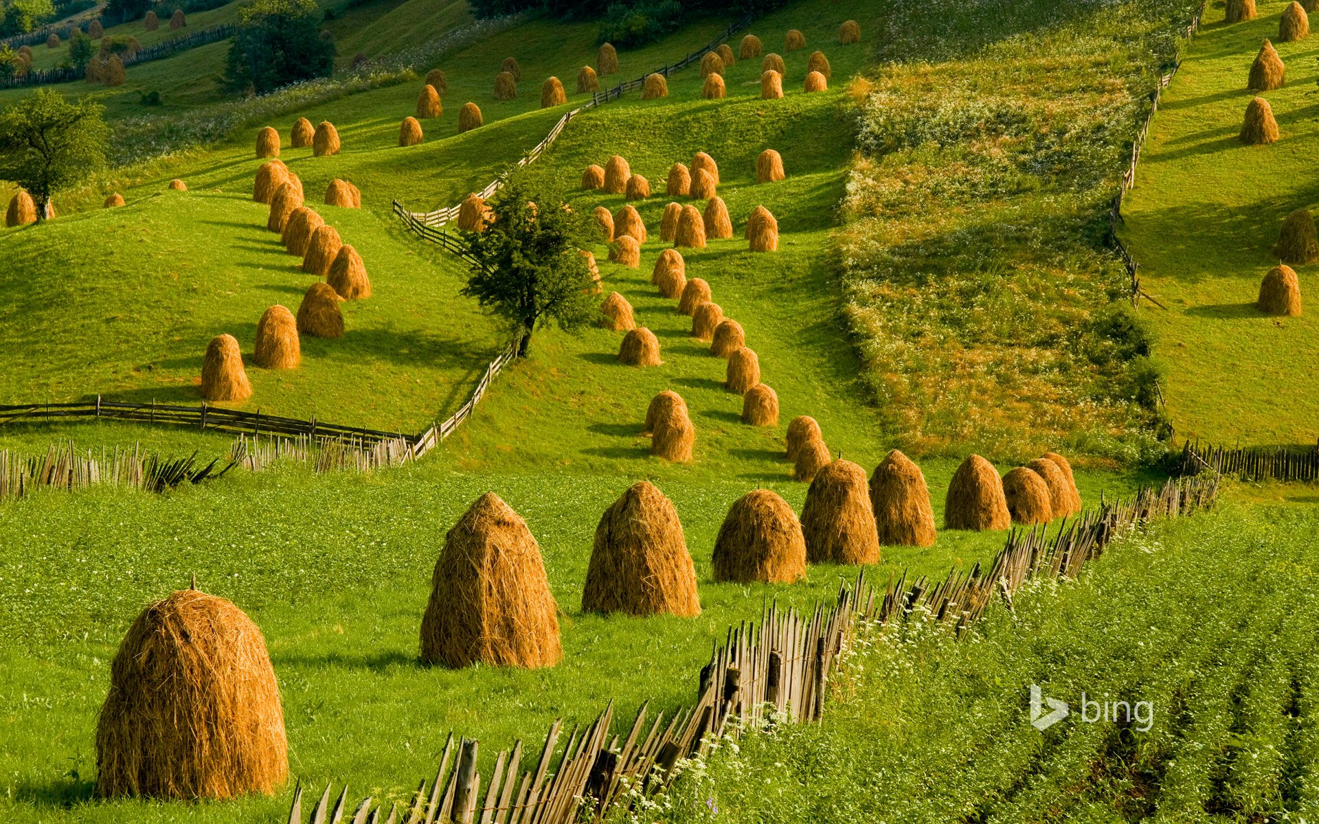 rumänien bukavina hügel gras stapel graben