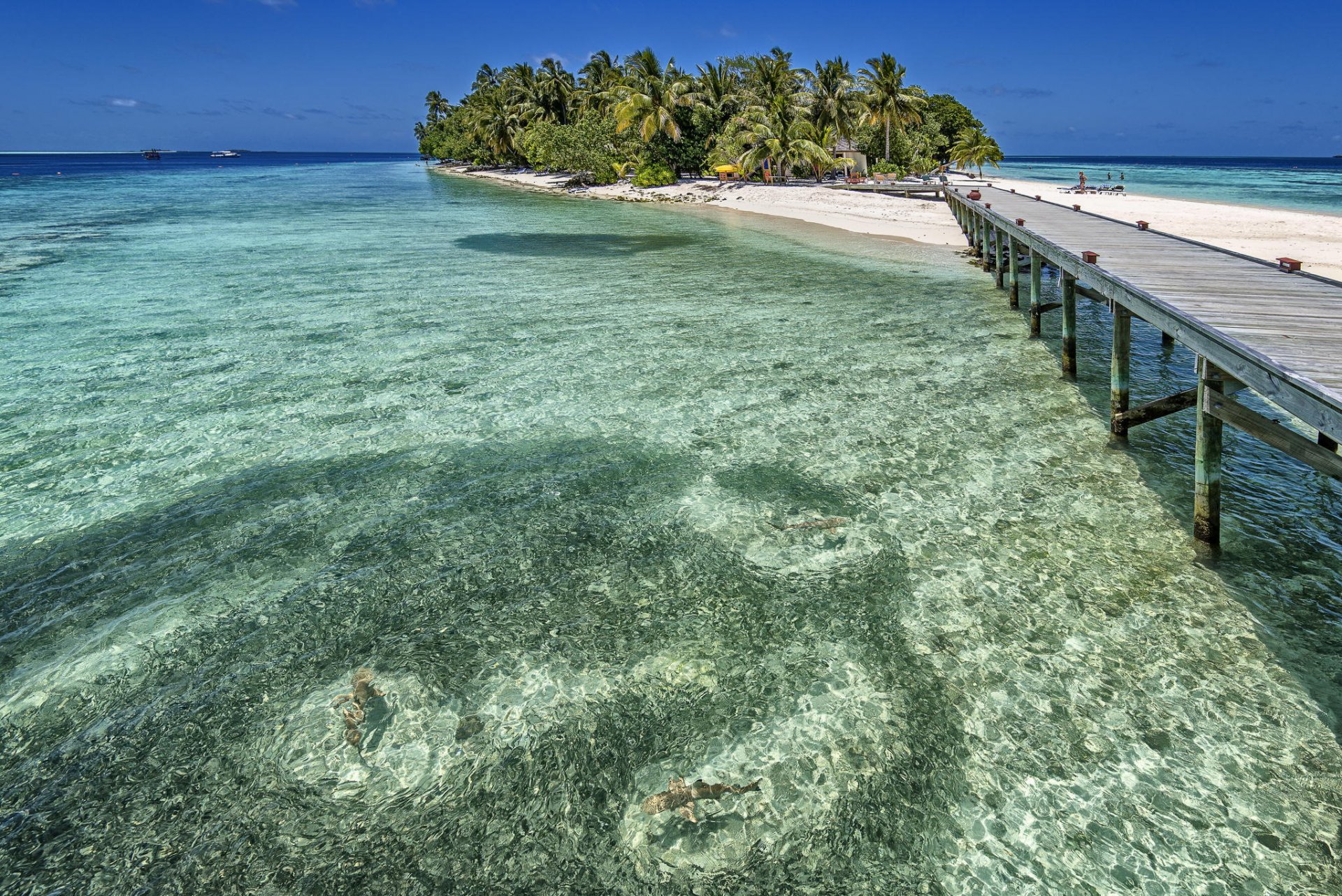 maldive oceano resort estate isola palme