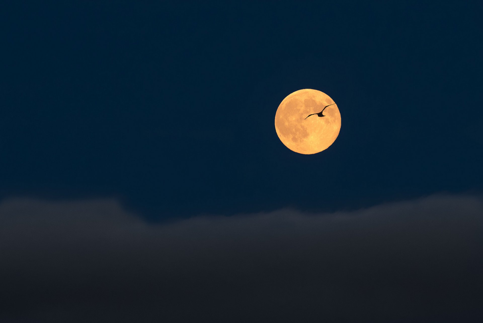 notte luna luna piena cielo nuvole uccello volo