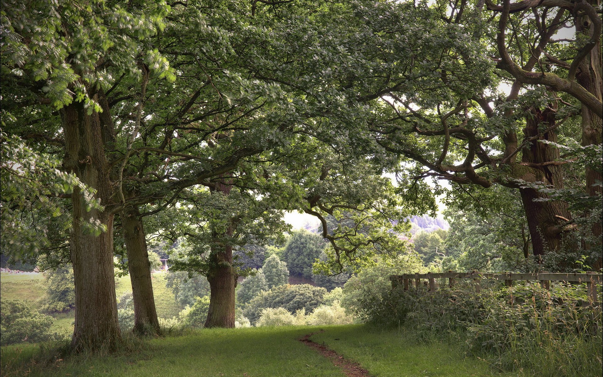 bäume zaun straße natur landschaft