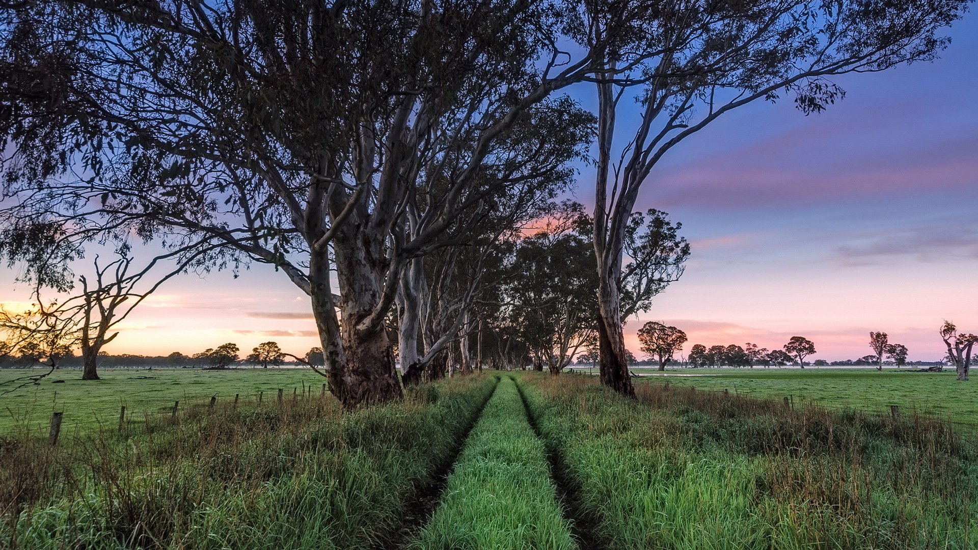 wheel tracks south australia penola early morning light