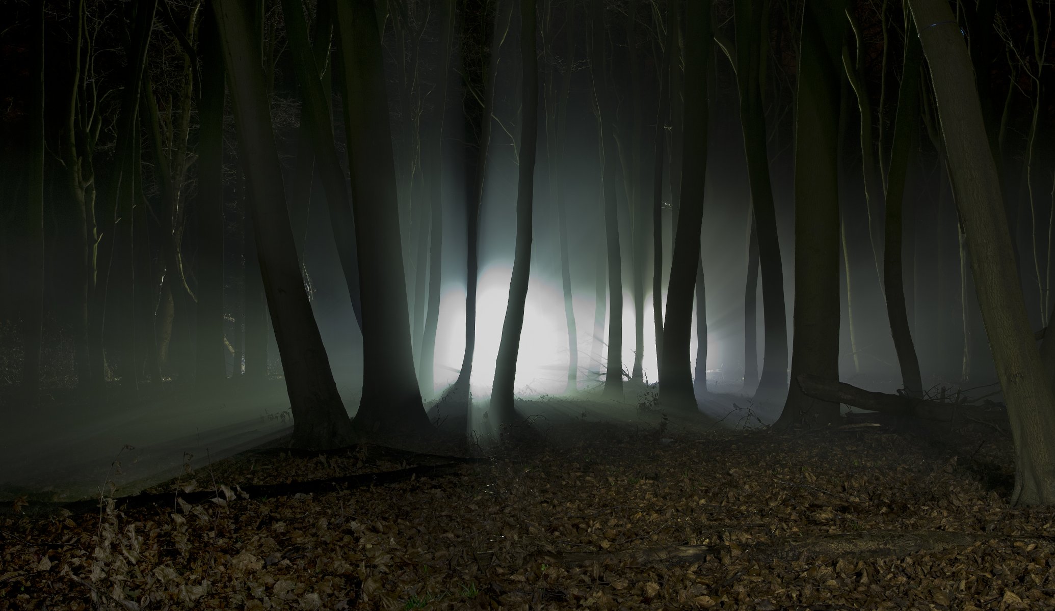 landschaft natur wald bäume nacht silhouetten