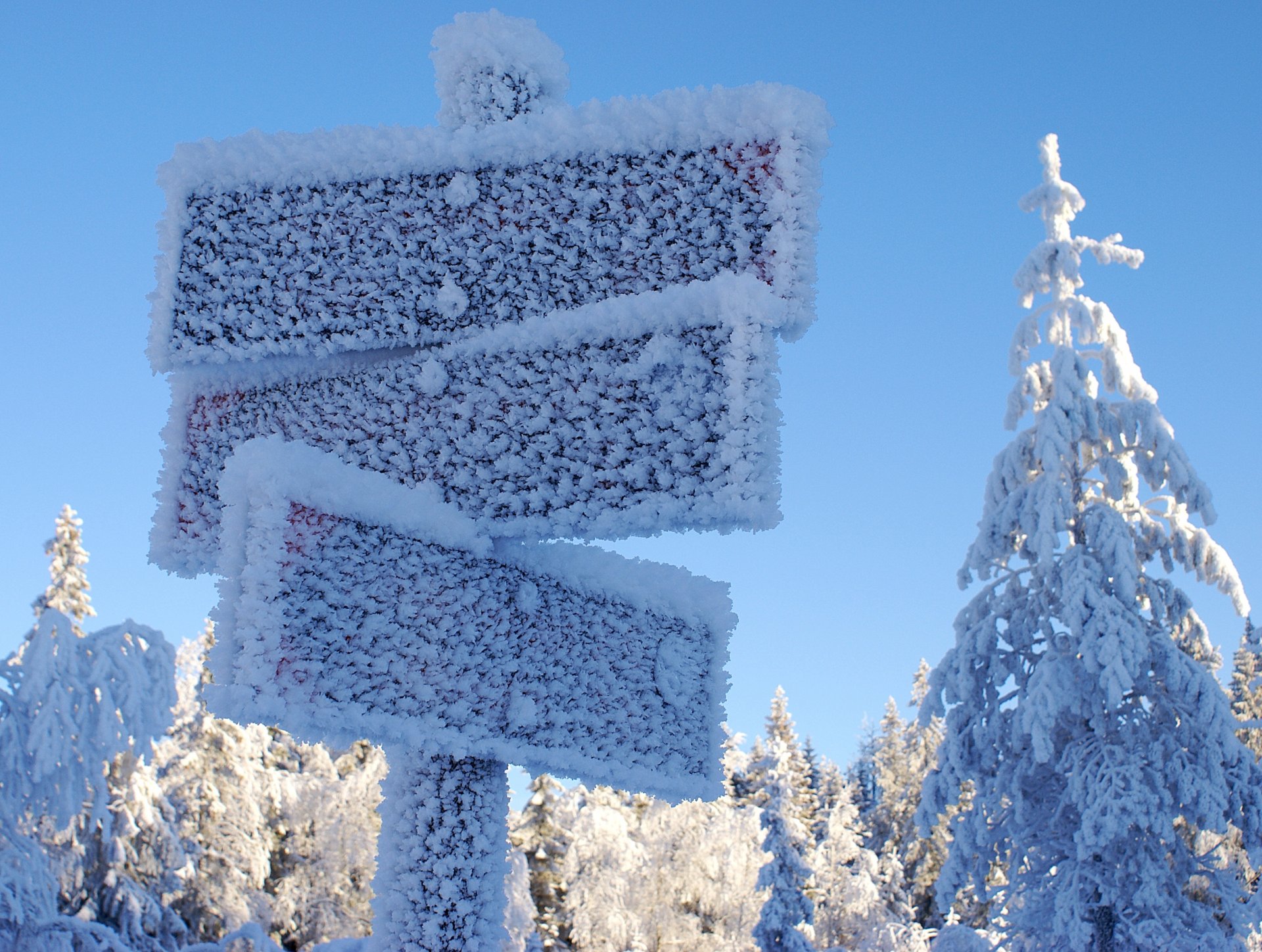 invierno punteros escarcha árboles nieve