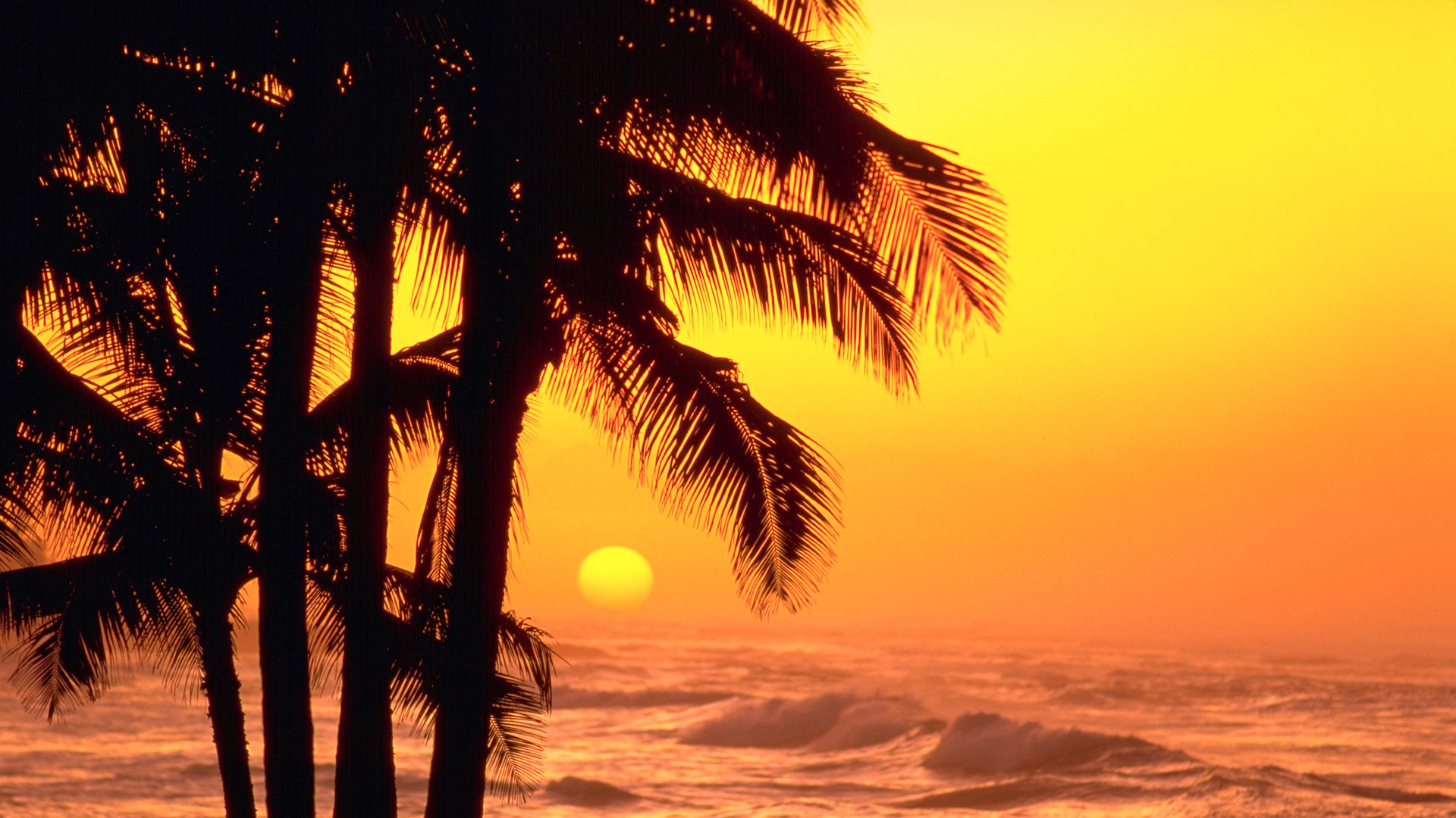 ky sun sunset sea waves palm silhouette