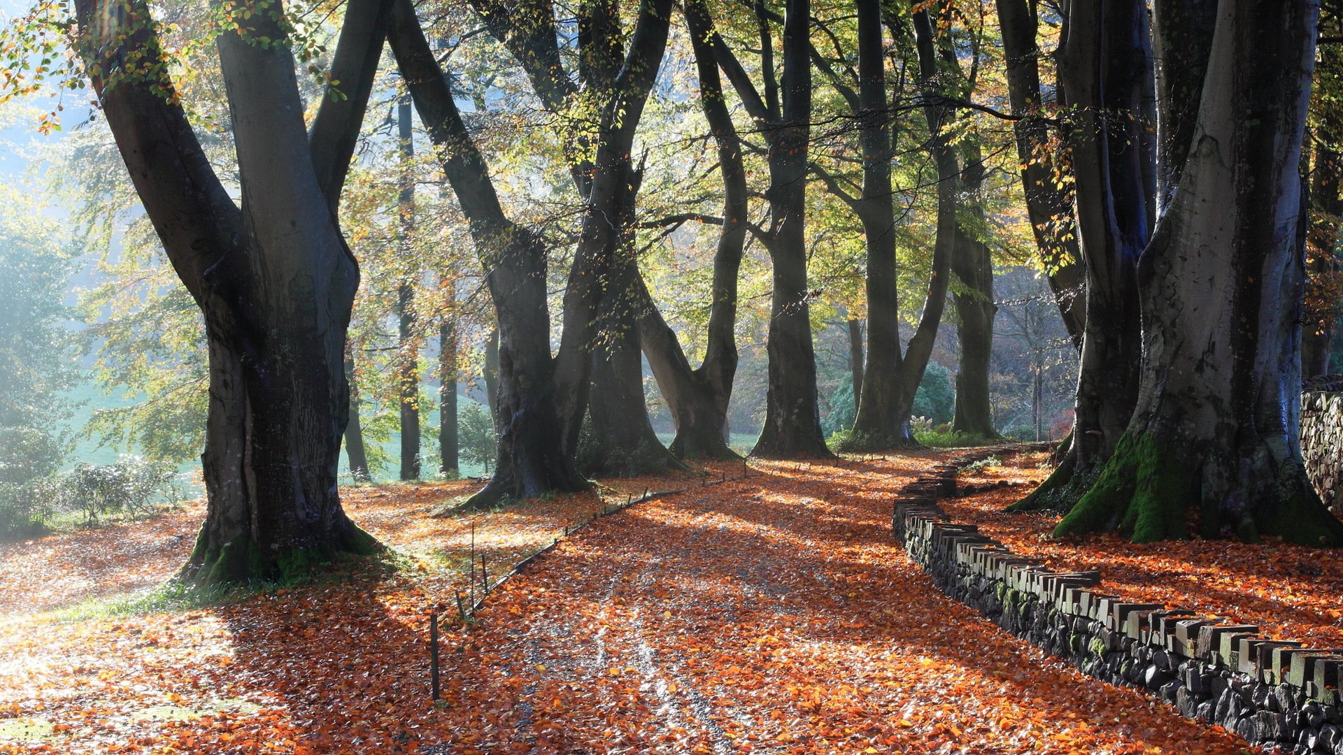 park tree autumn nature