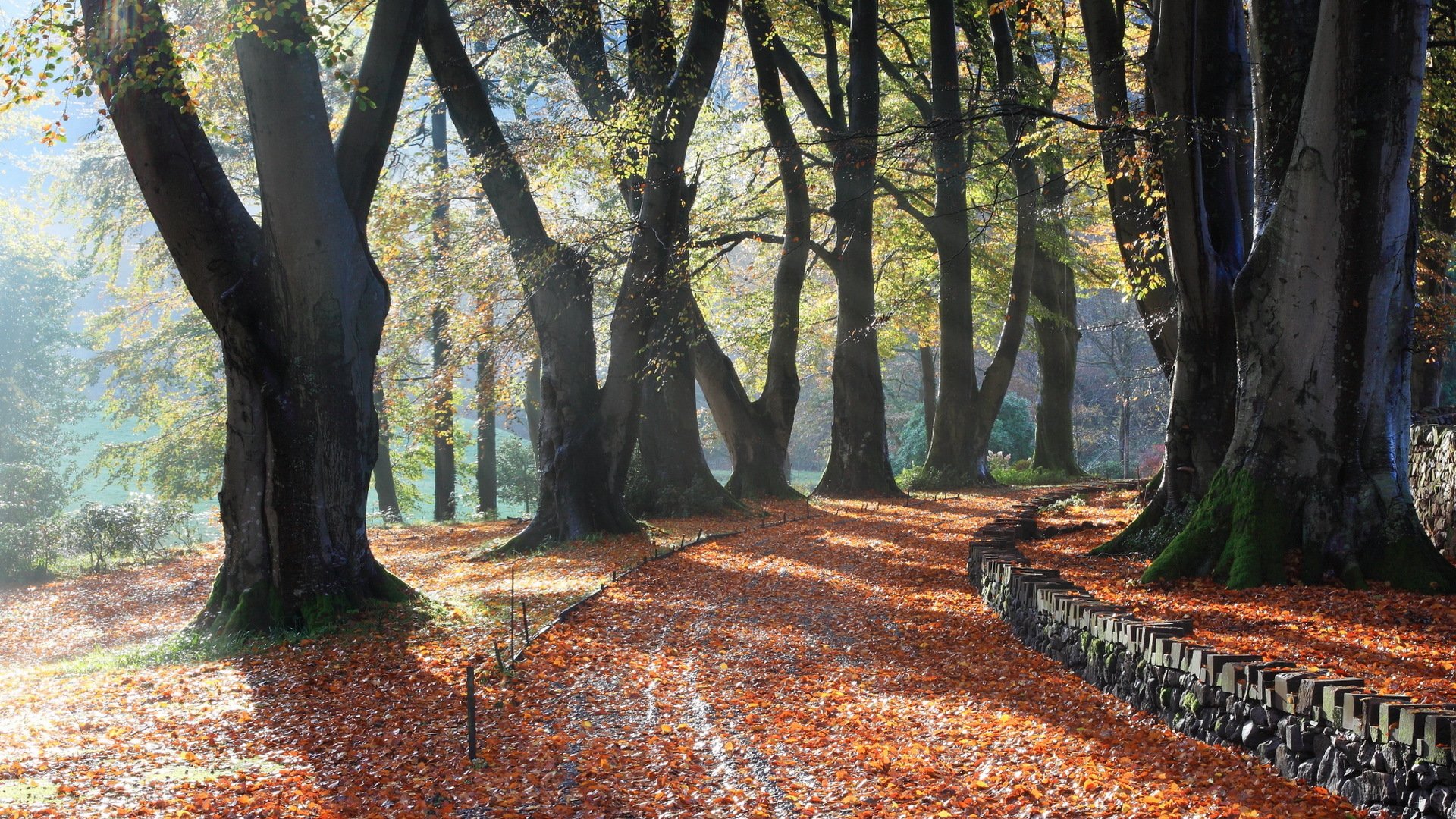 park drzewa jesień przyroda