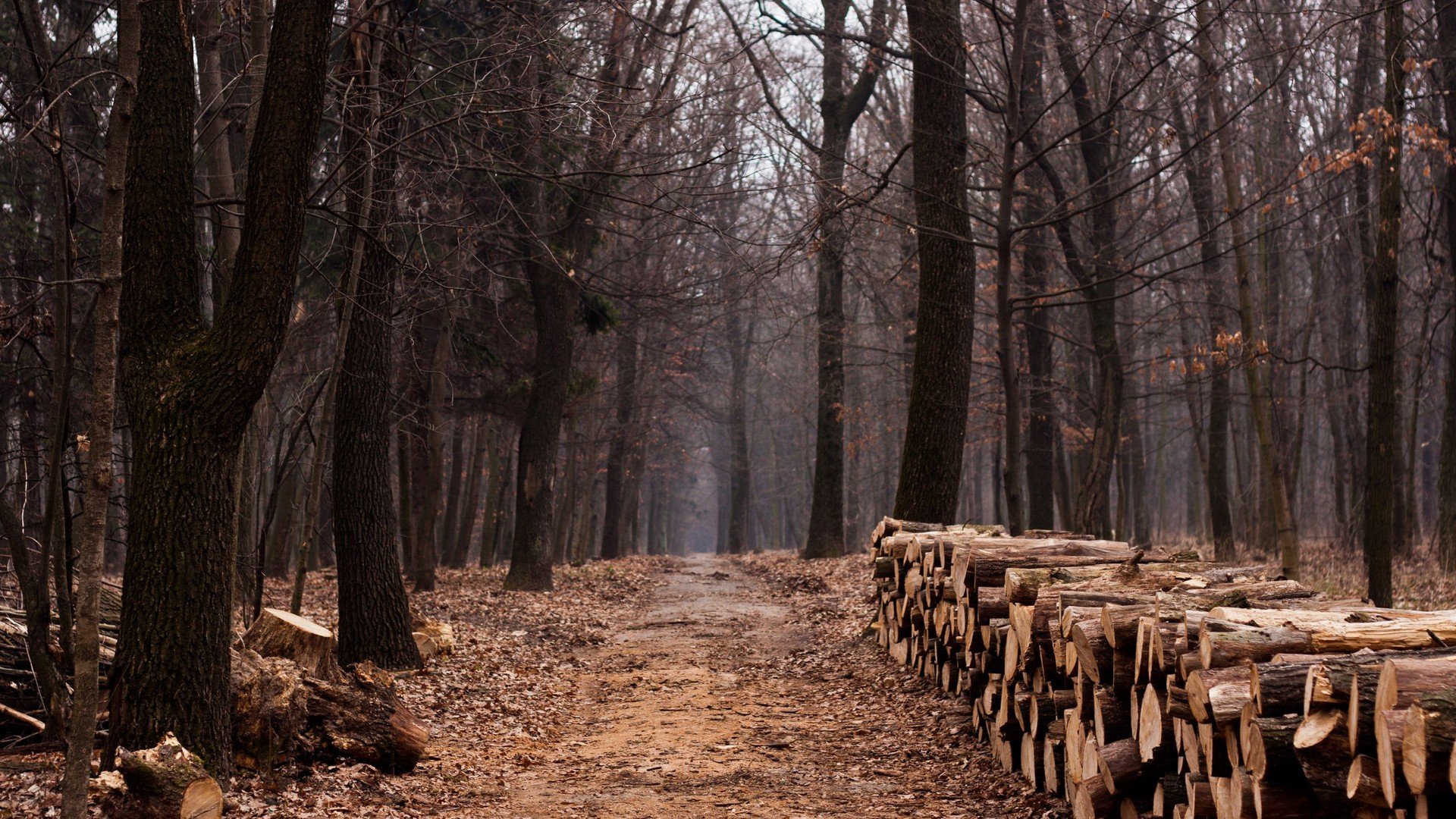 bosque camino árbol madera árboles pista