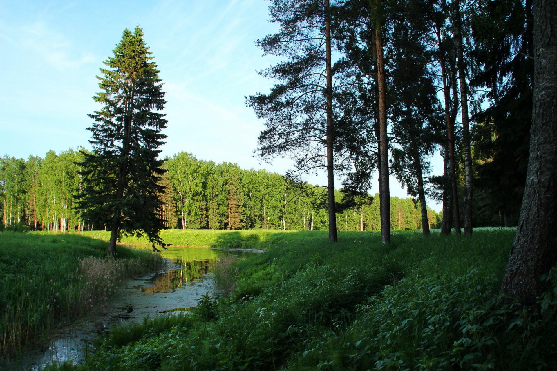 krajobraz petersburg pawłowsk drzewa natura