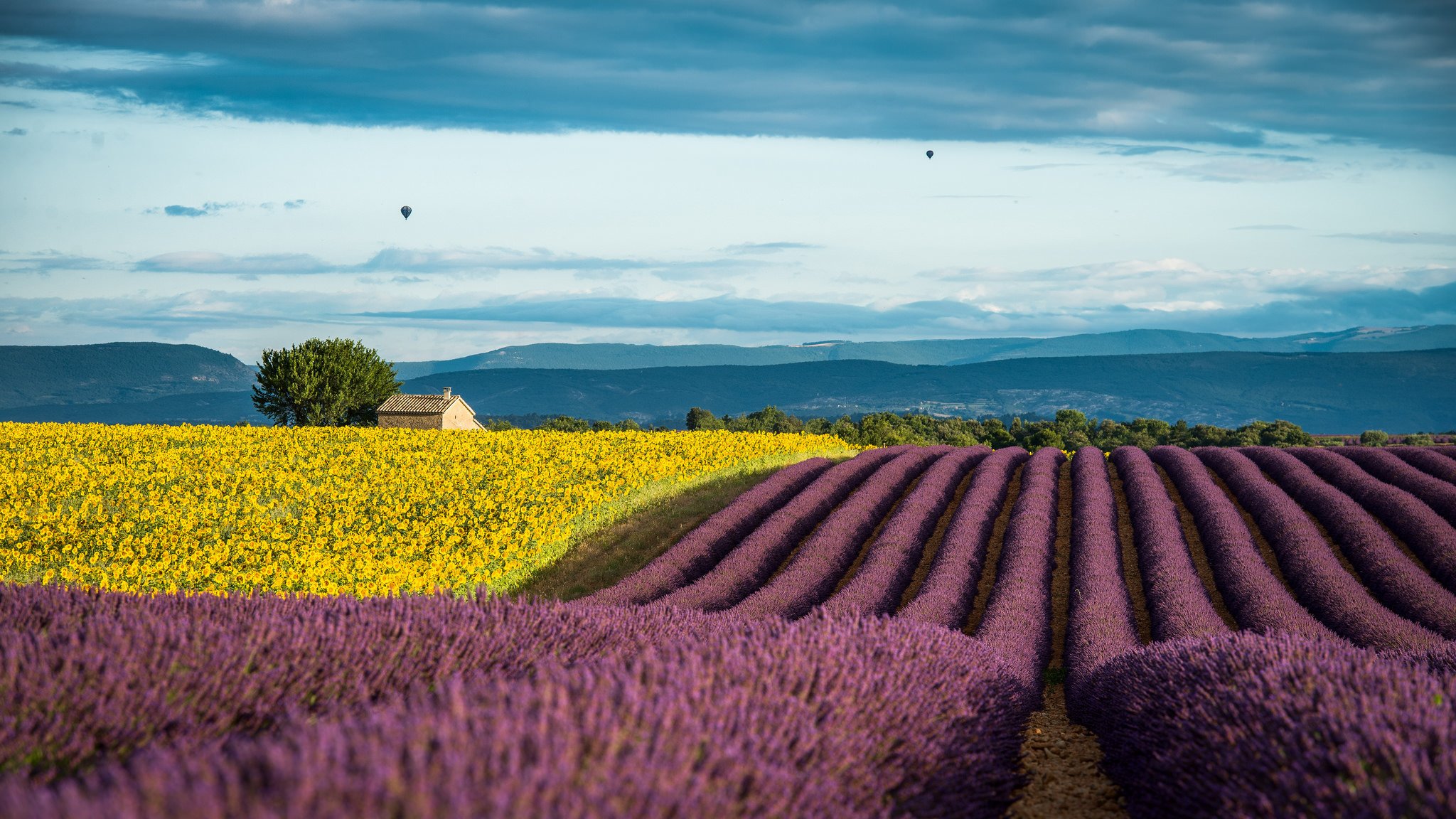 francia provenza campi lavanda girasoli estate luglio