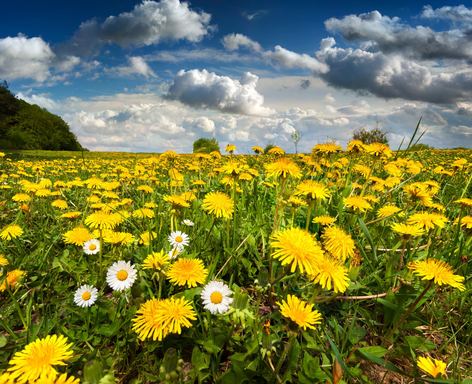 naturaleza prado campo dientes de león flores primavera cielo