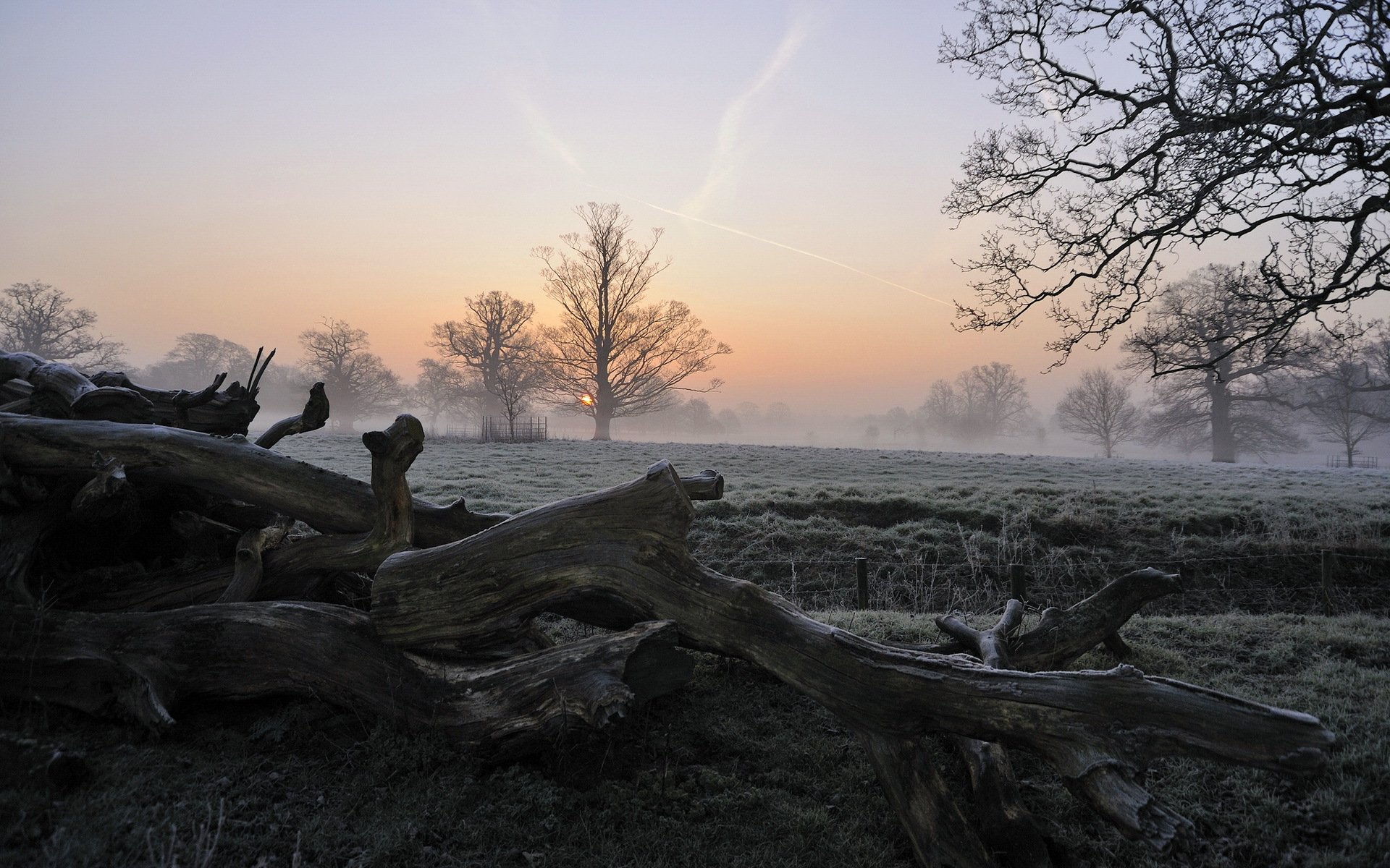 matin arbres champ brouillard