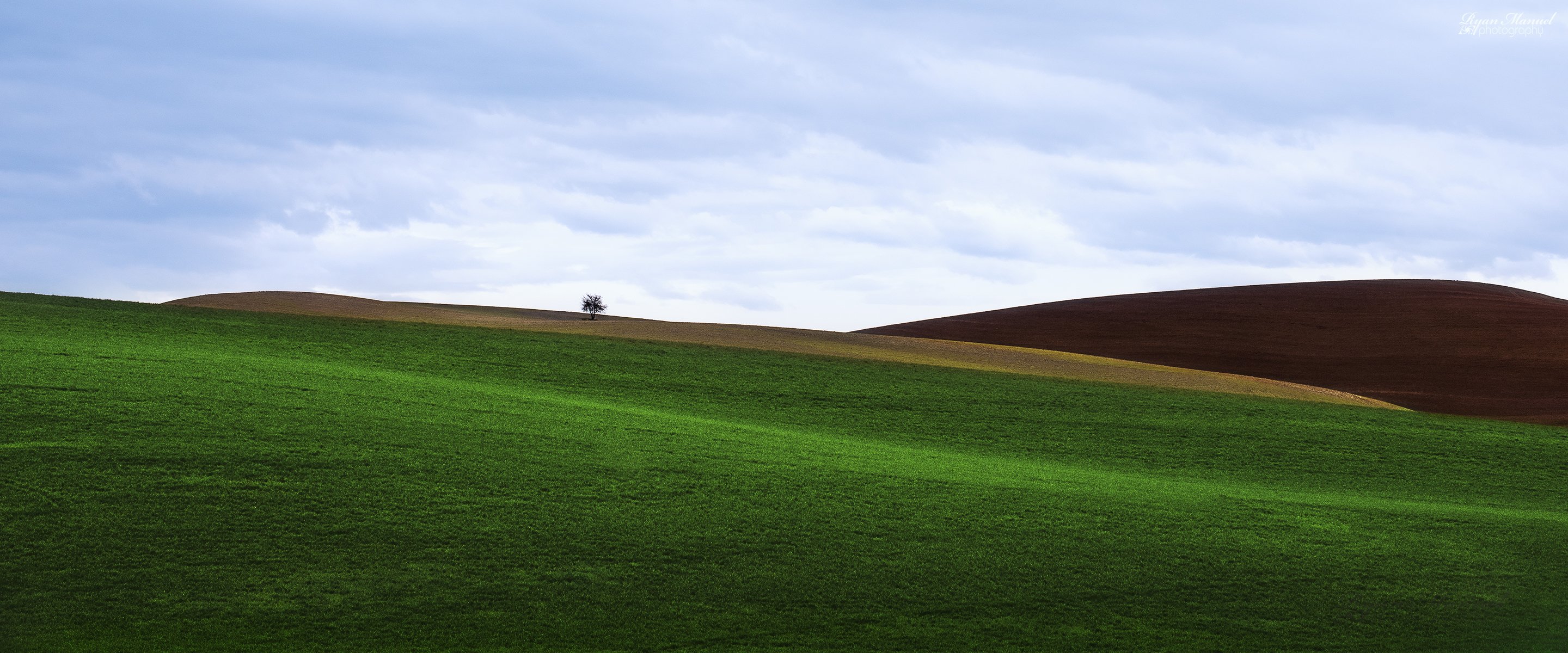 feld hügel gras rasen baum