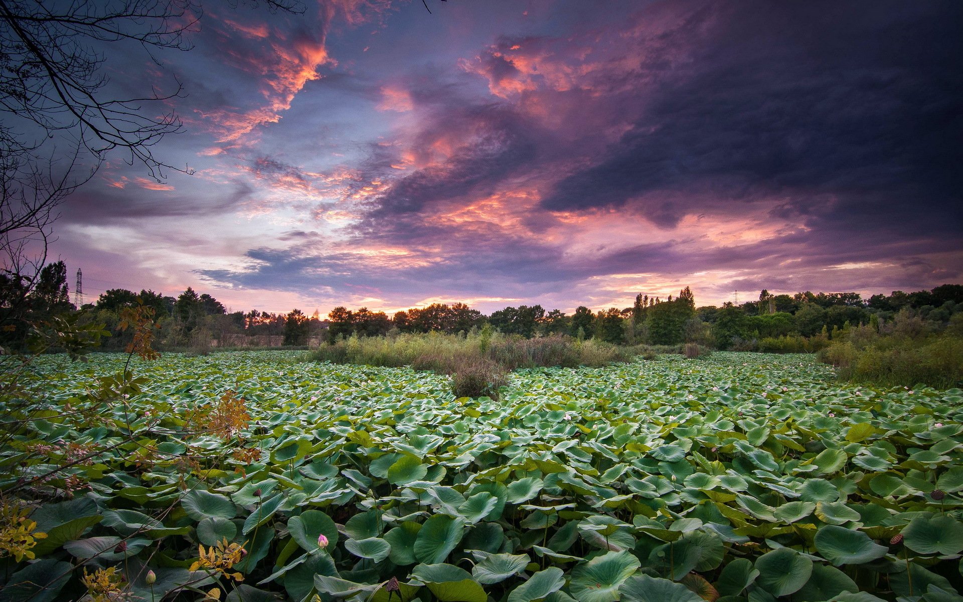 the field sunset landscape