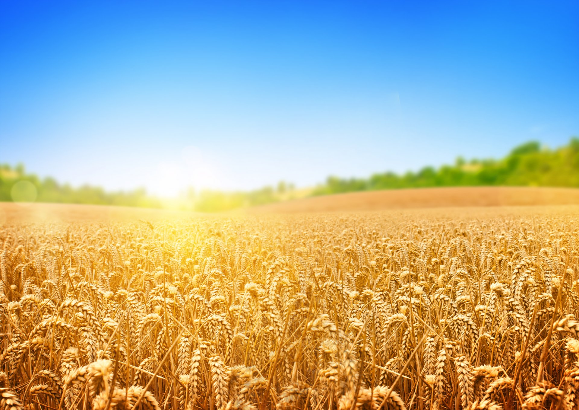 campo grano alberi raggi del sole