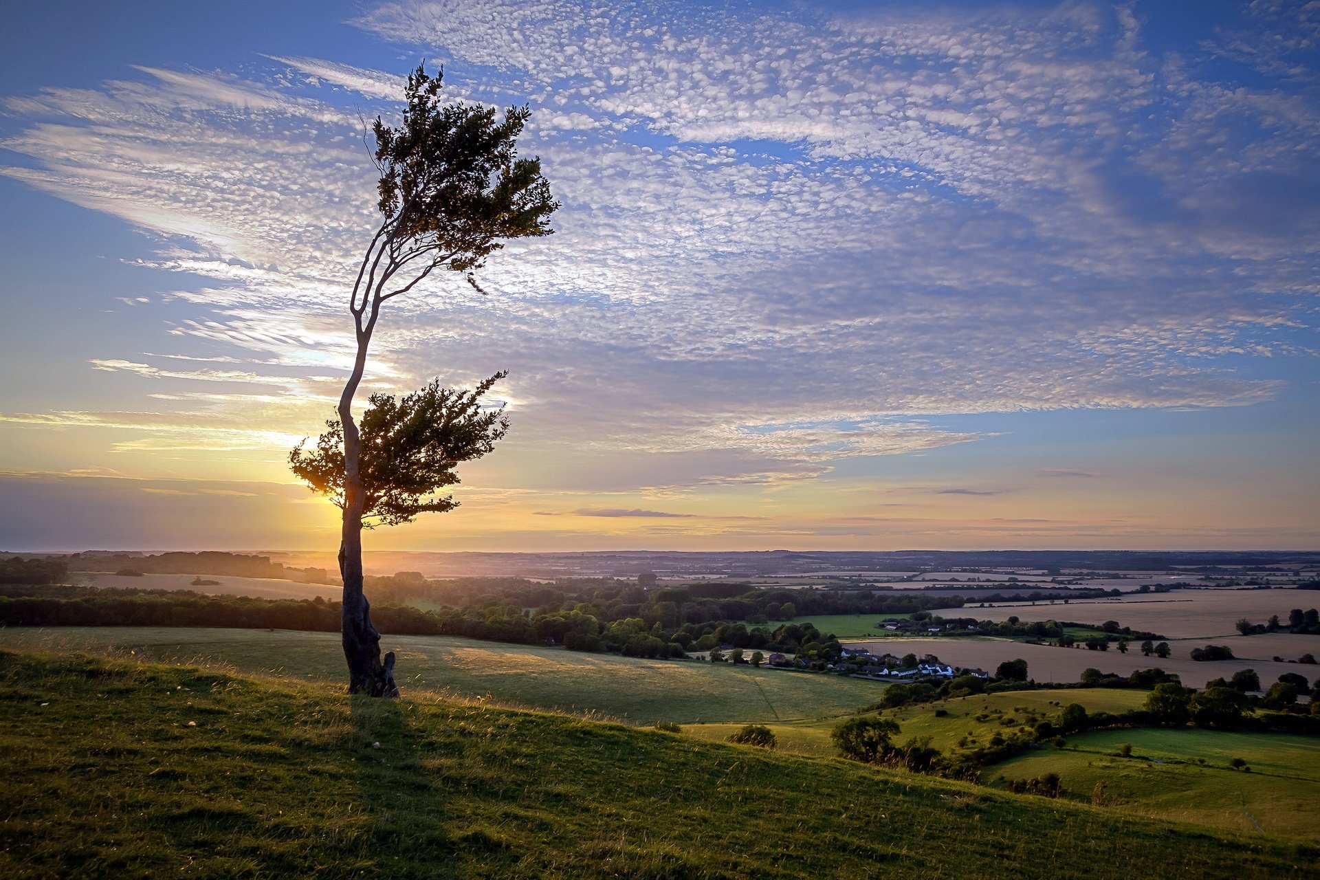 unset tree the field landscape