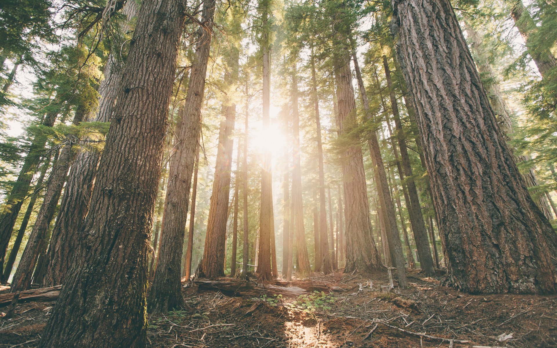 hamaca woods oregon bosque amanecer pinos árboles