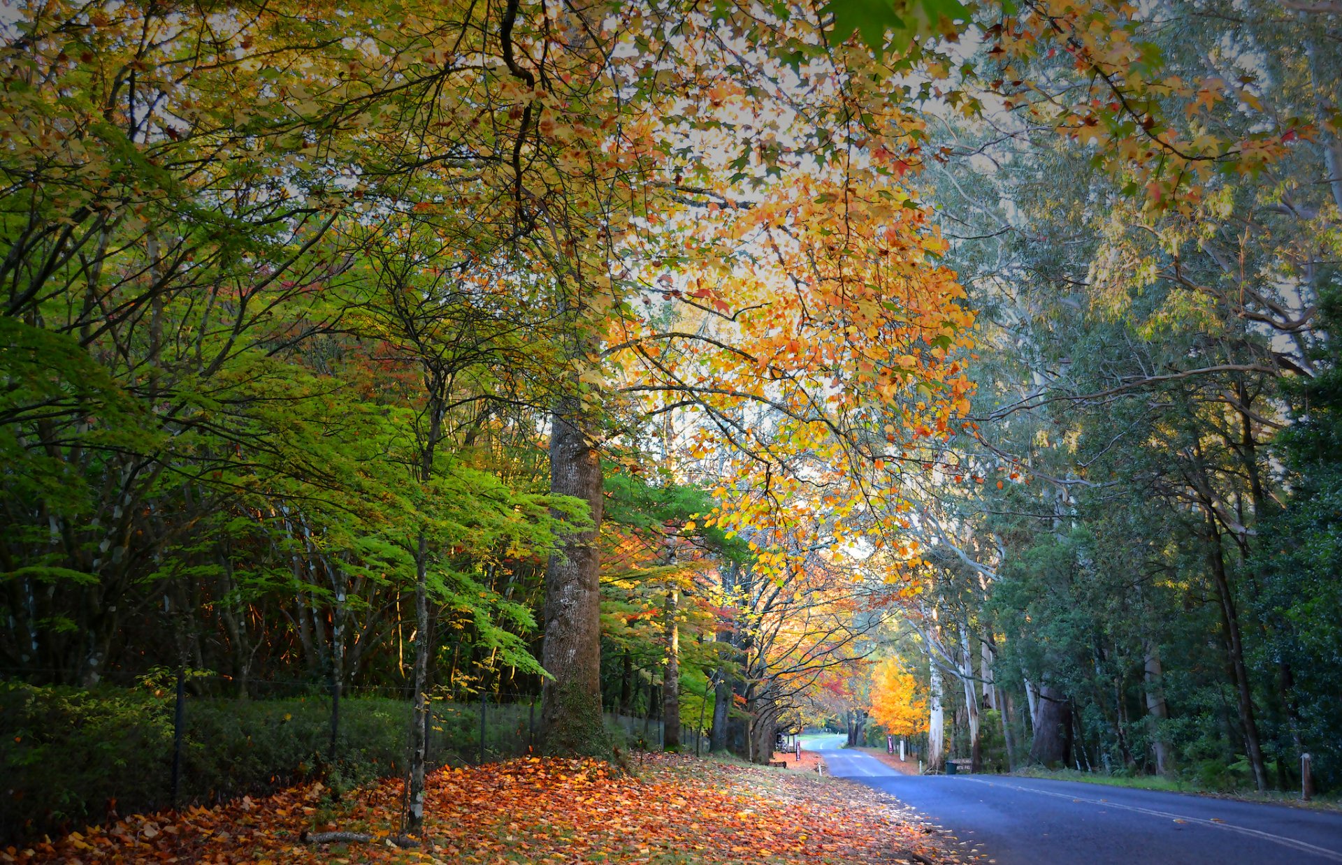 bosque árboles camino hojas otoño