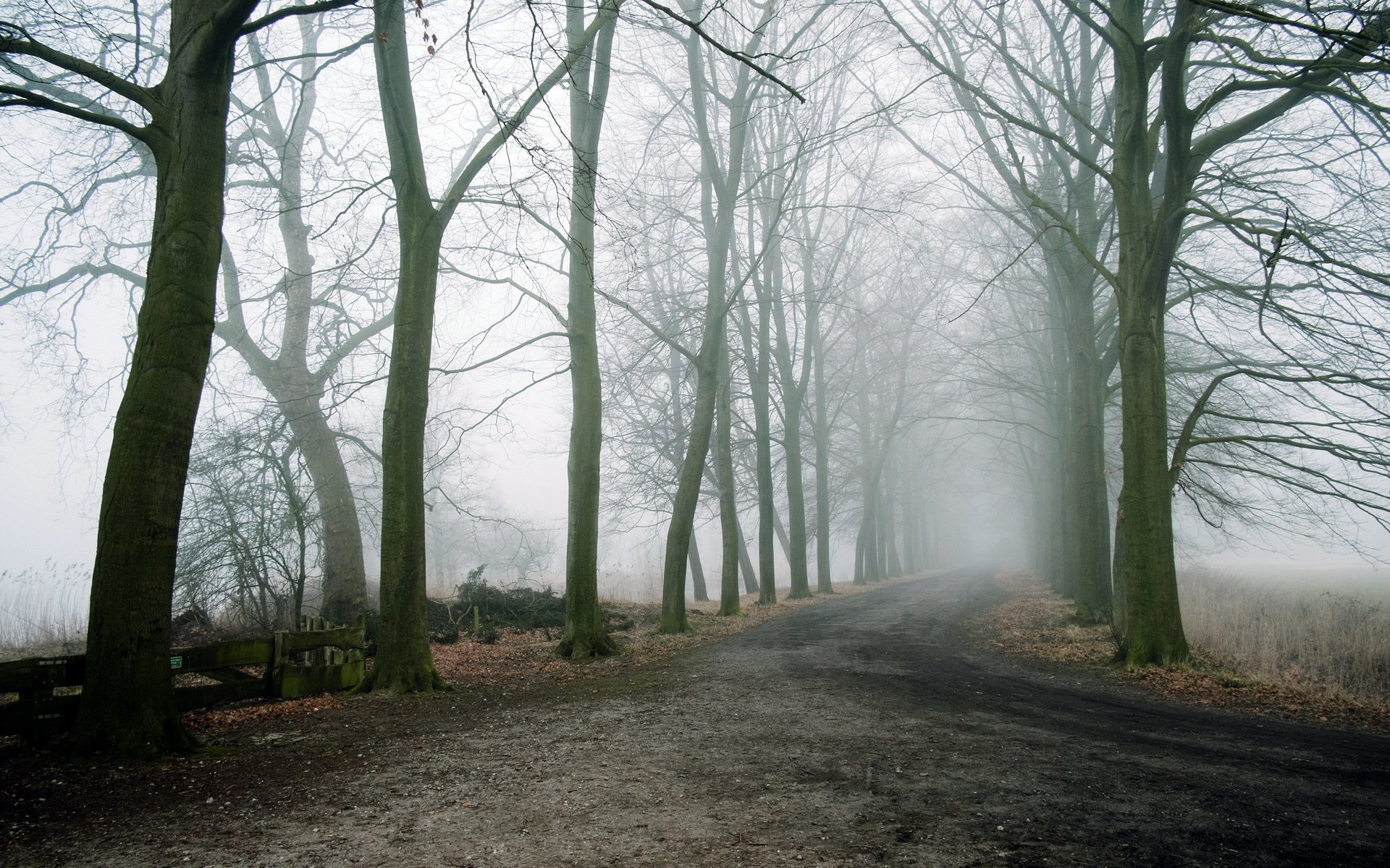 road tree fog landscape