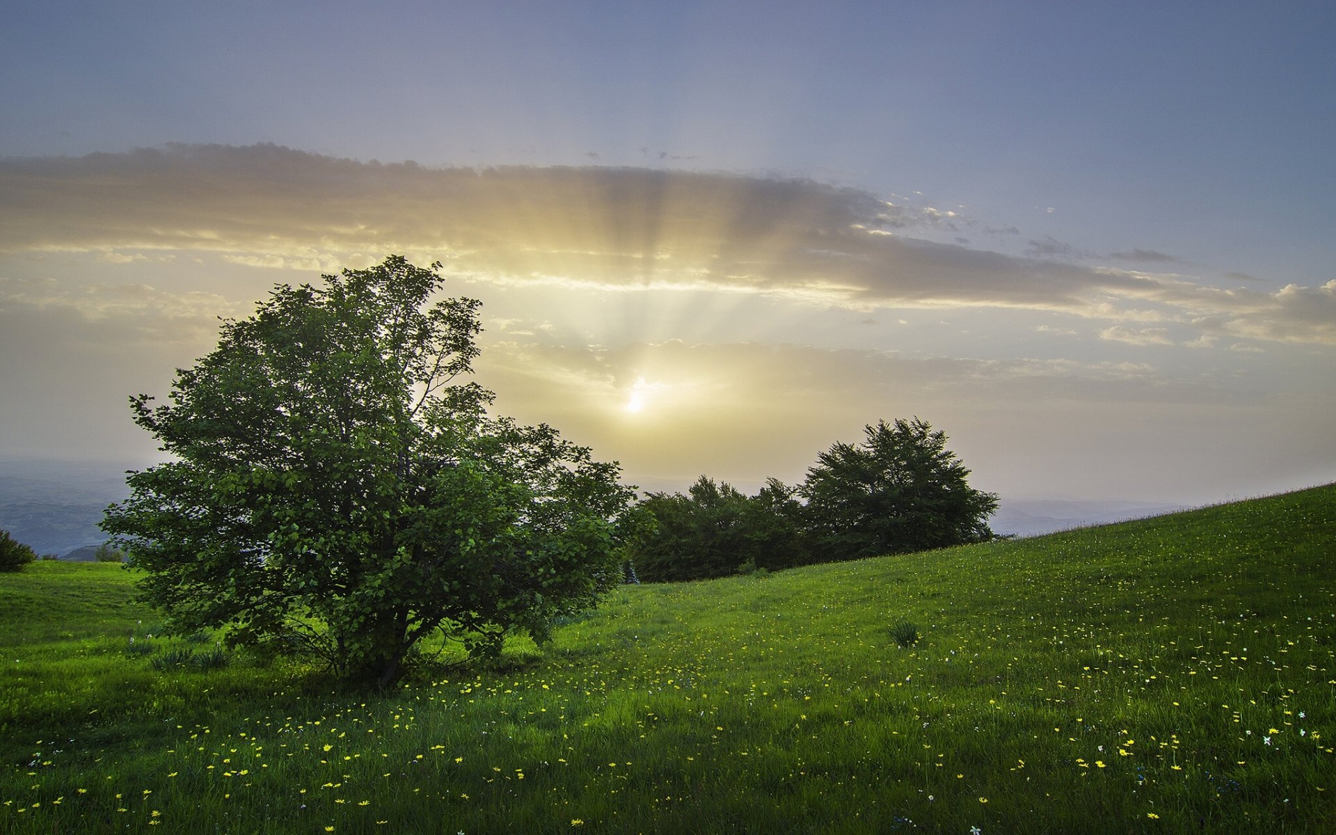 bolognola marche italy bolonola tree bush meadow