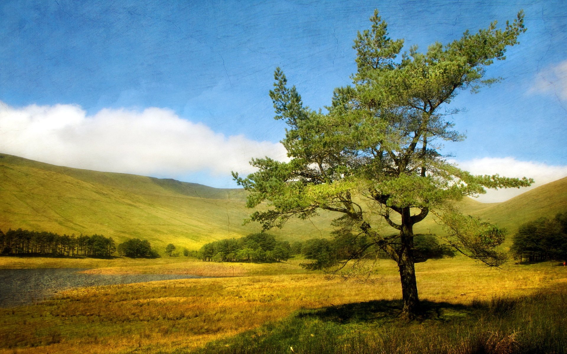 ummer tree landscape texture