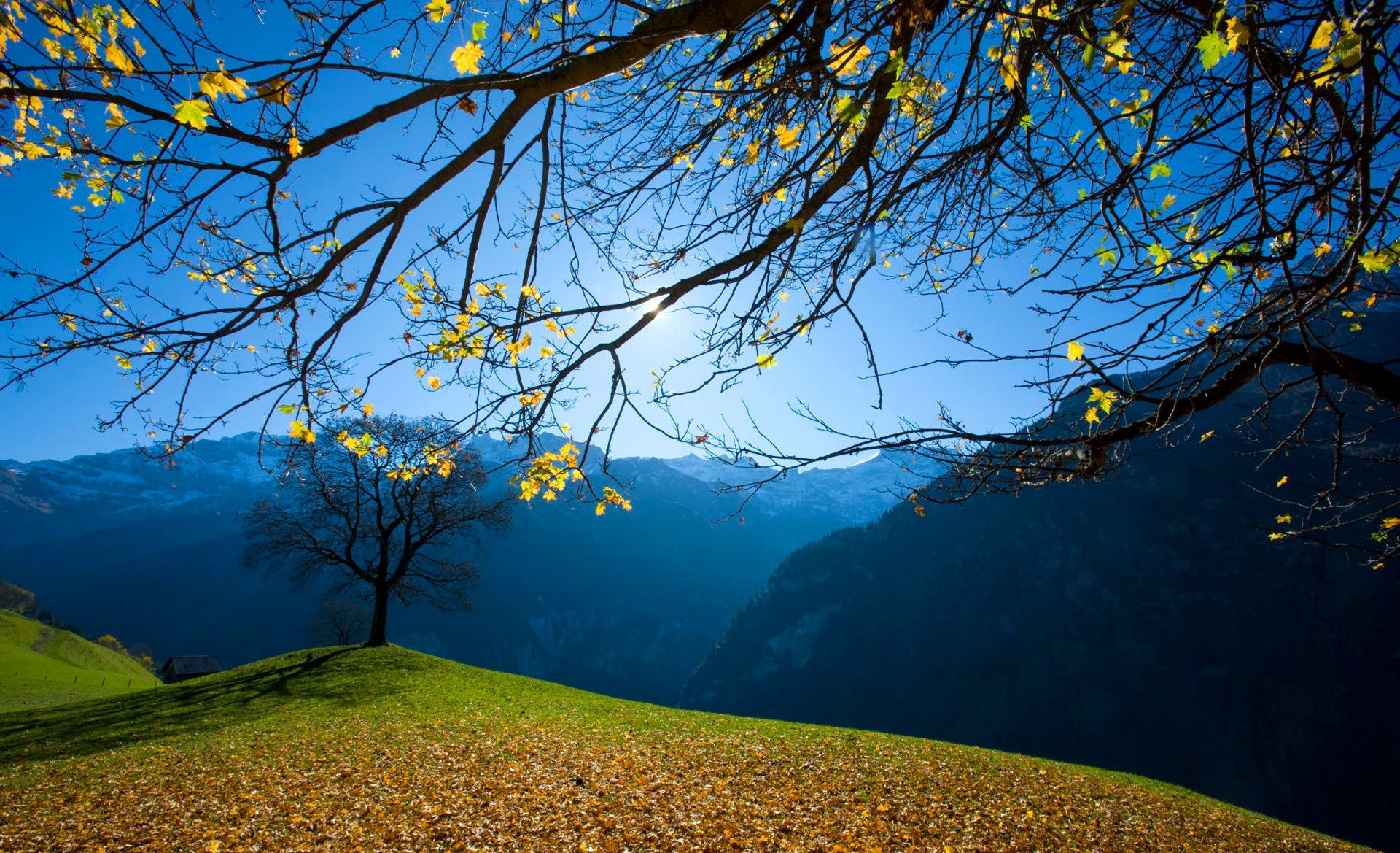 ciel montagnes herbe arbres feuilles automne