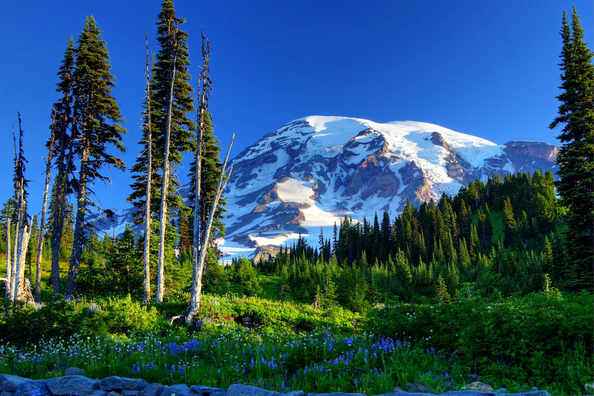 mount rainier usa ciel arbres montagnes neige épinette pente herbe fleurs