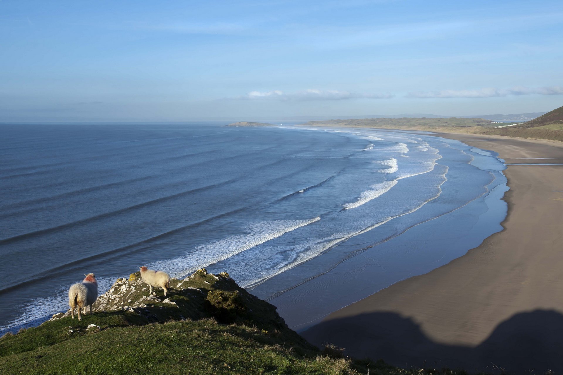 strand meer wellen schafe