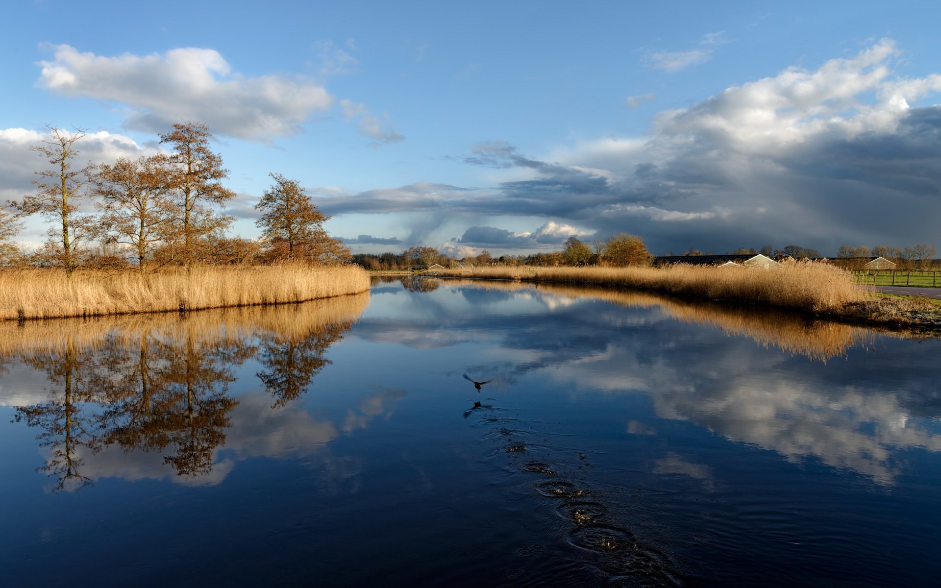 lake poultry landscape