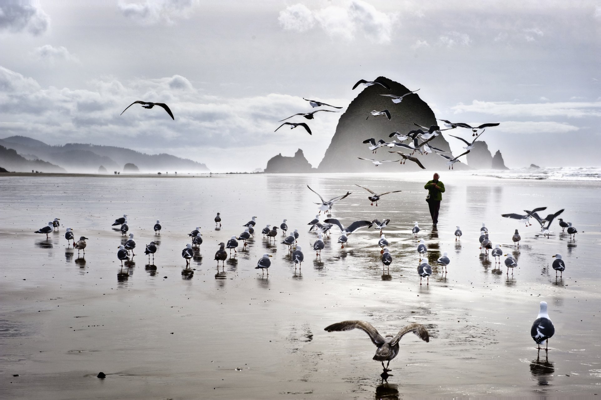 mar playa rocas pájaros gaviotas