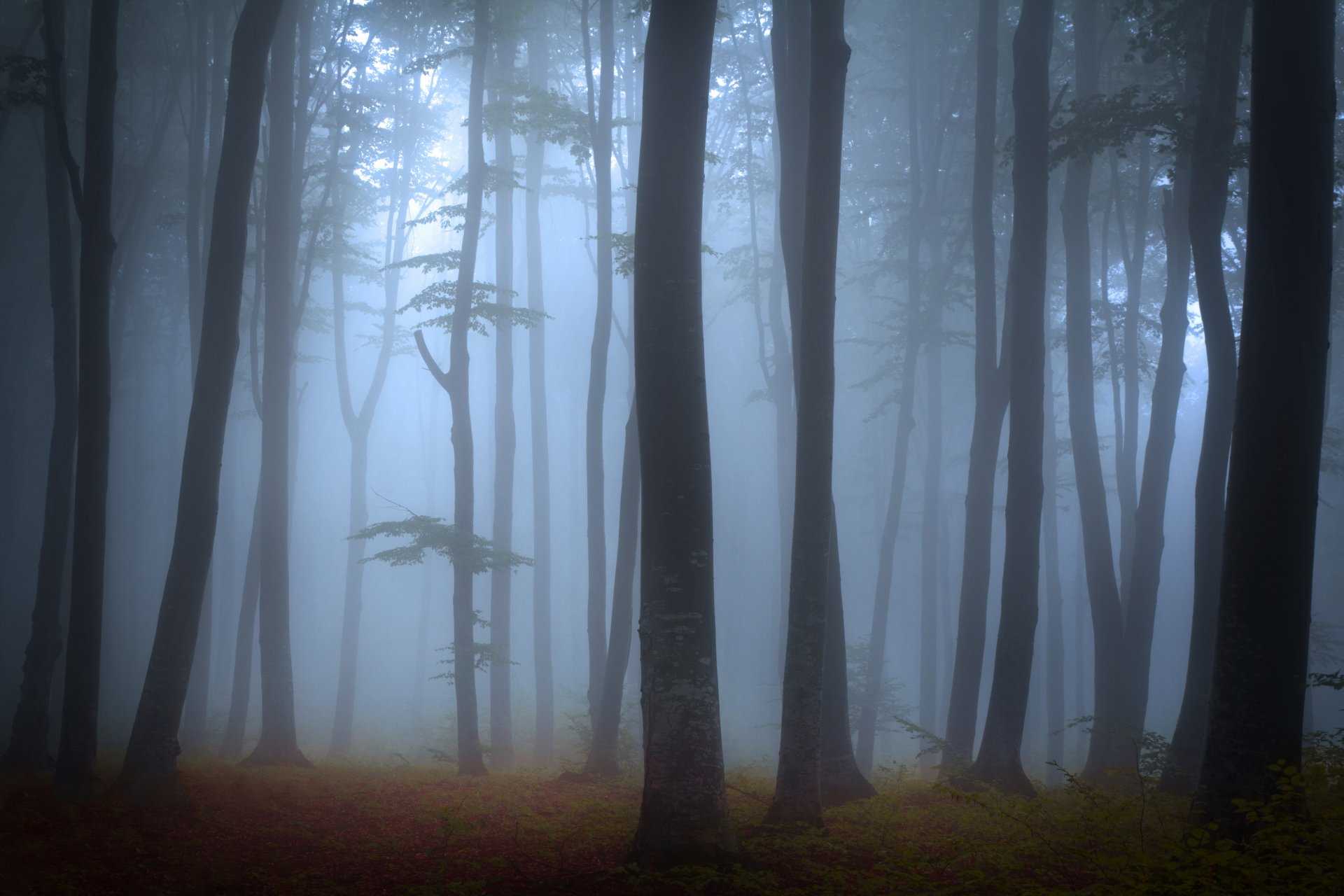 landscape nature forest tree fog