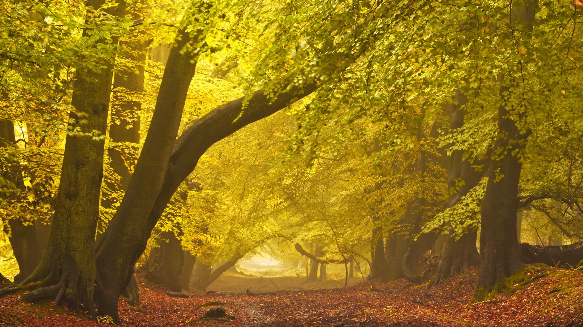 herbst straße nebel landschaft