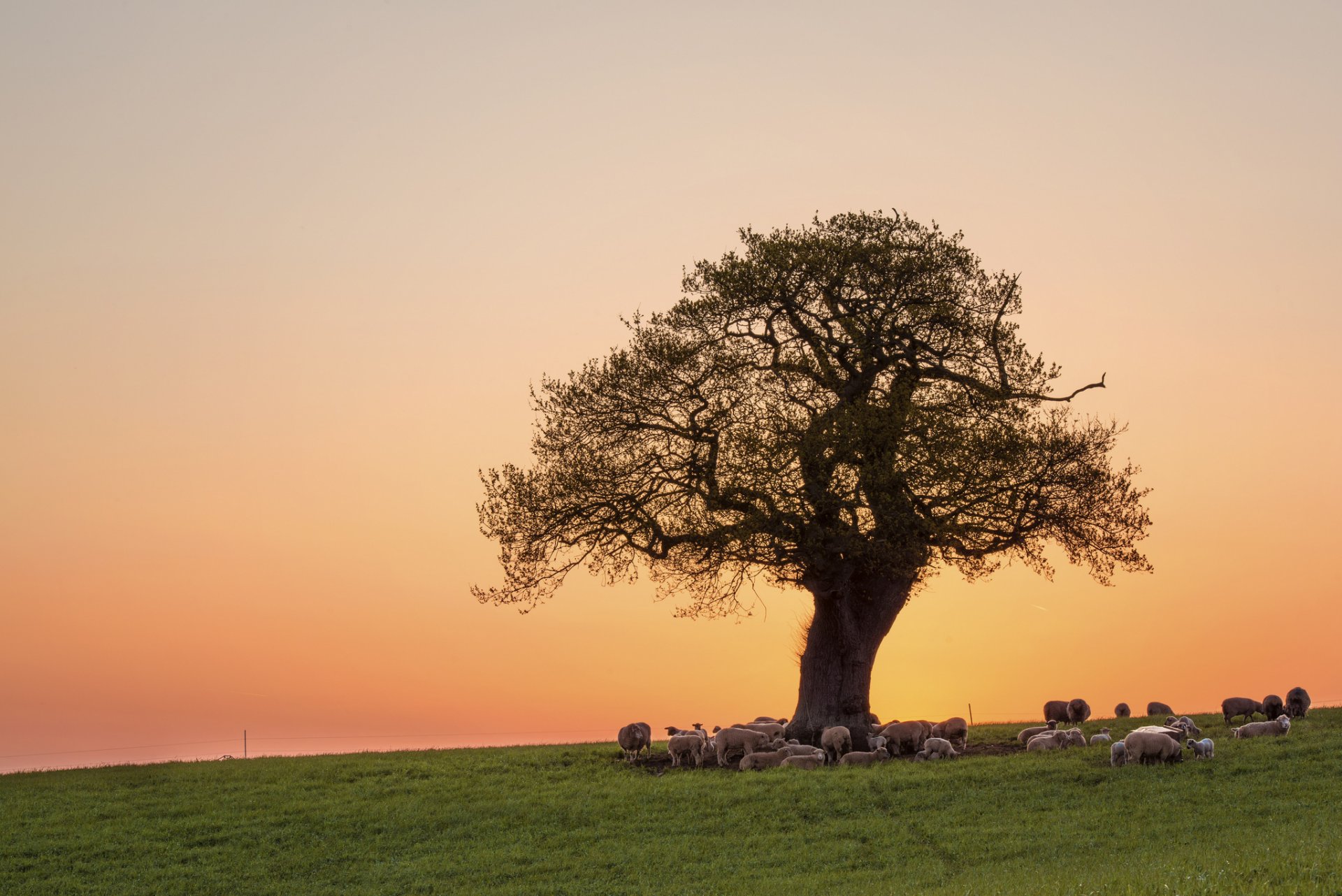 the field tree crown pink evening sunset sky sheep on vacation steps pasture gra