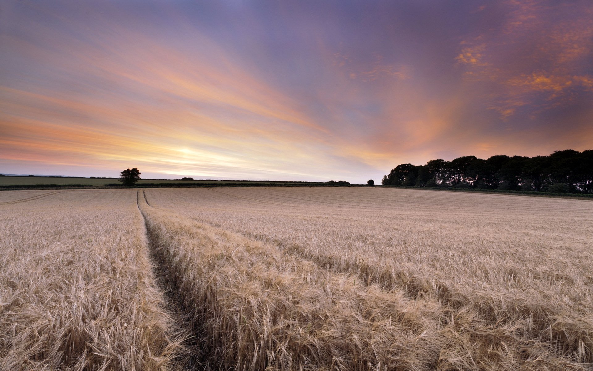 coucher de soleil champ épis paysage