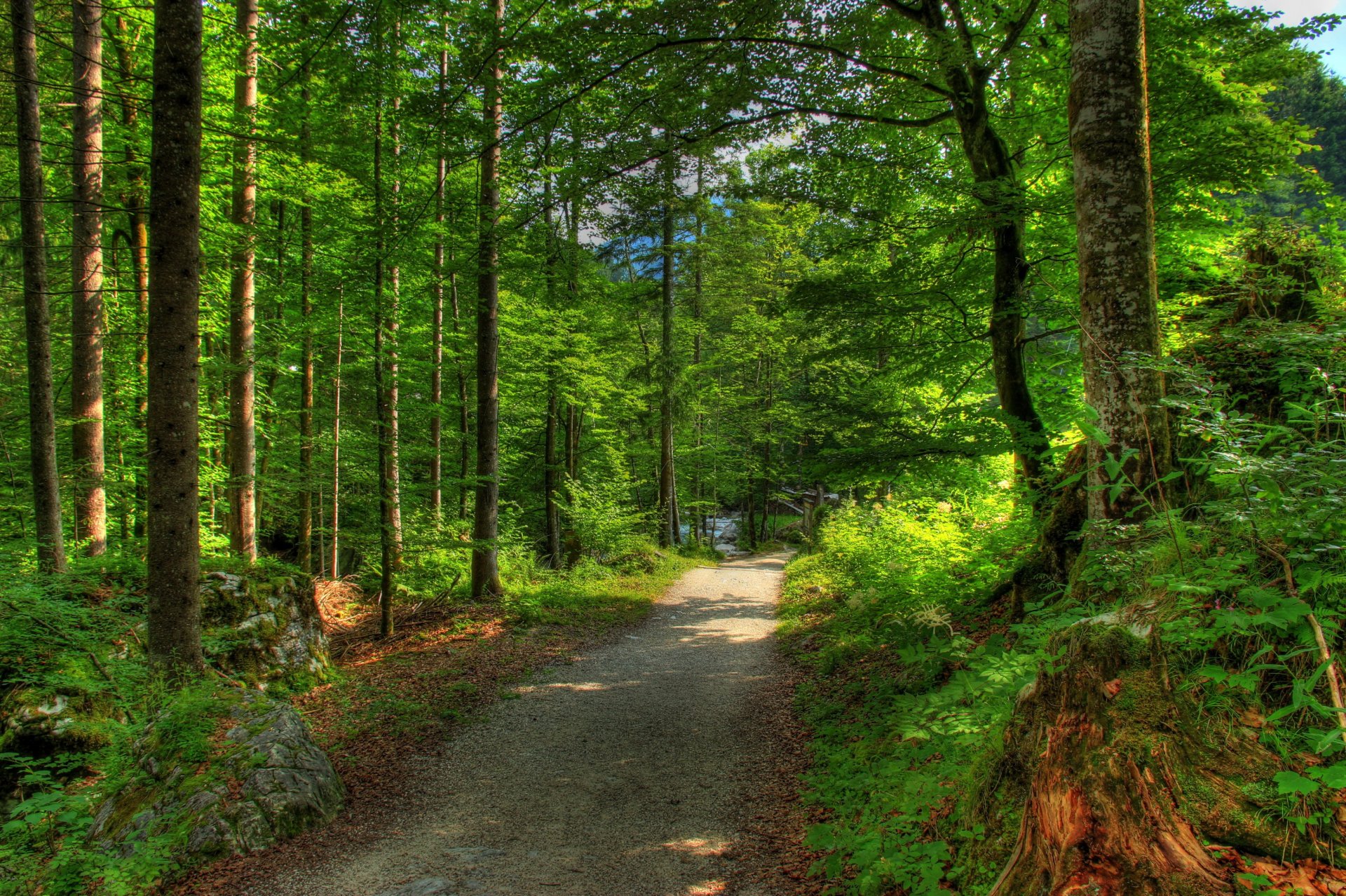 foresta germania baviera alberi strada natura foto