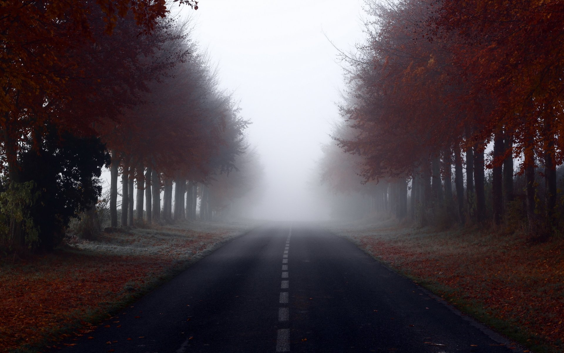 strada alberi nebbia paesaggio