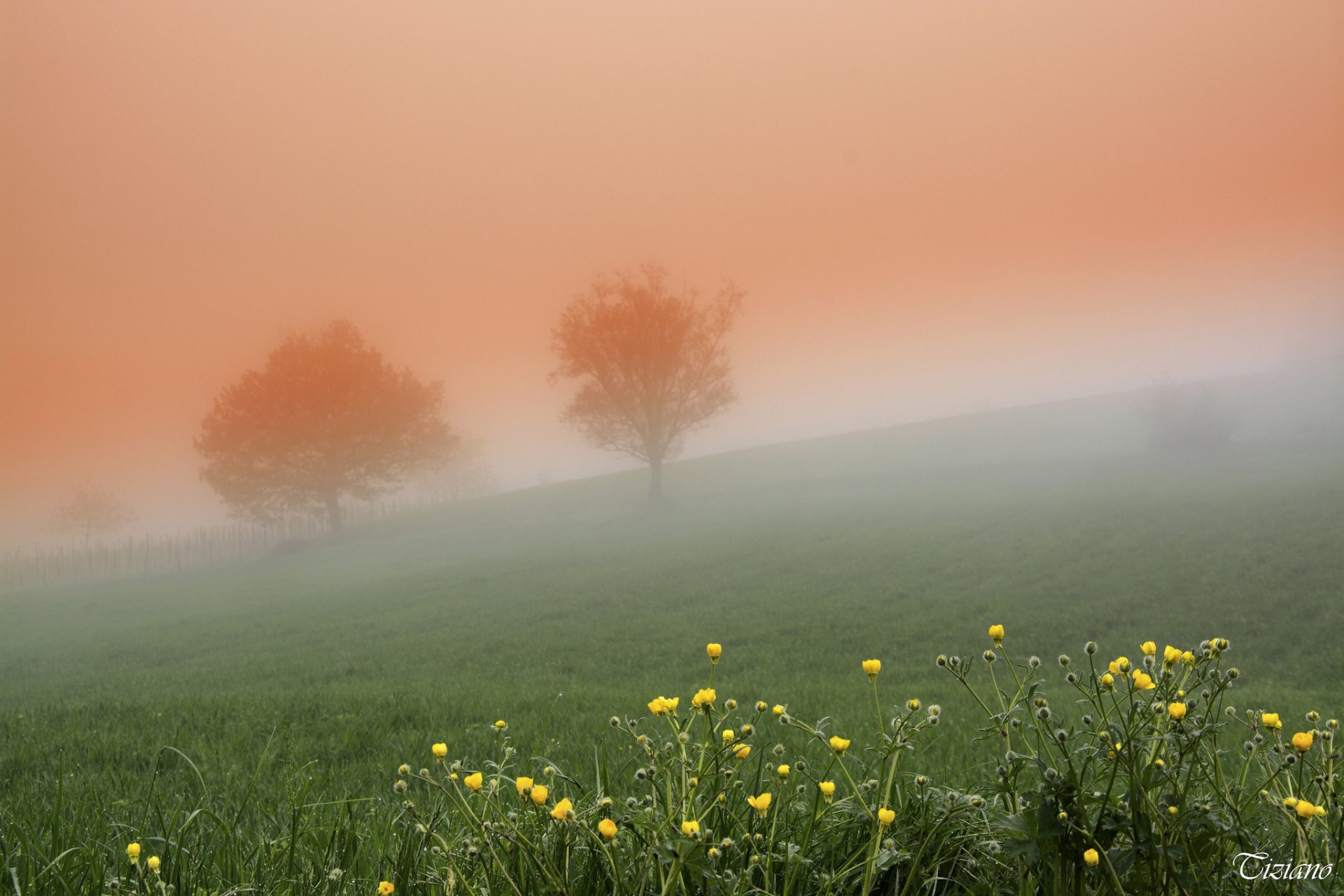 fiori alberi nebbia primavera