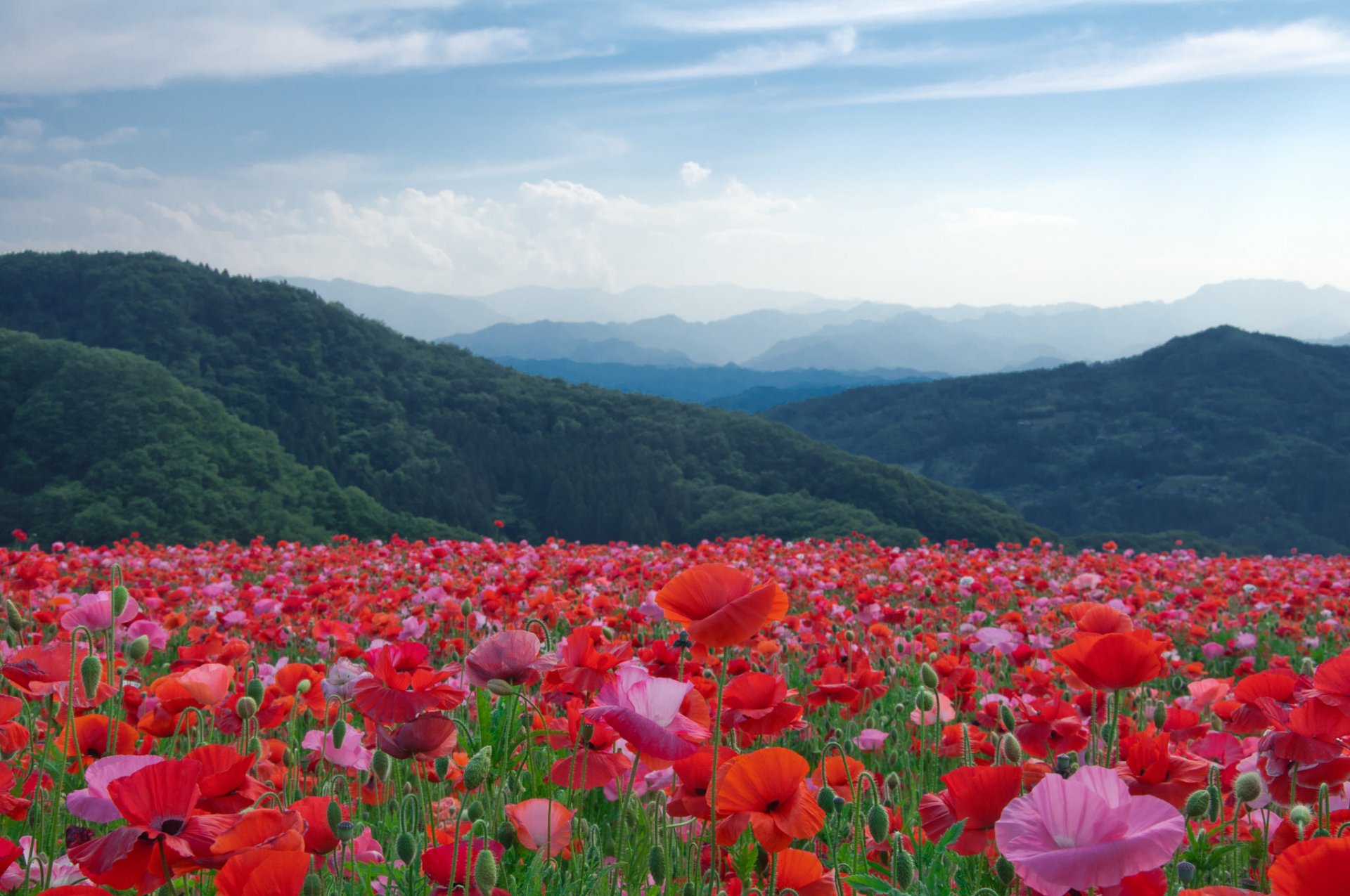 natura paesaggio montagne alberi prato fiori papaveri