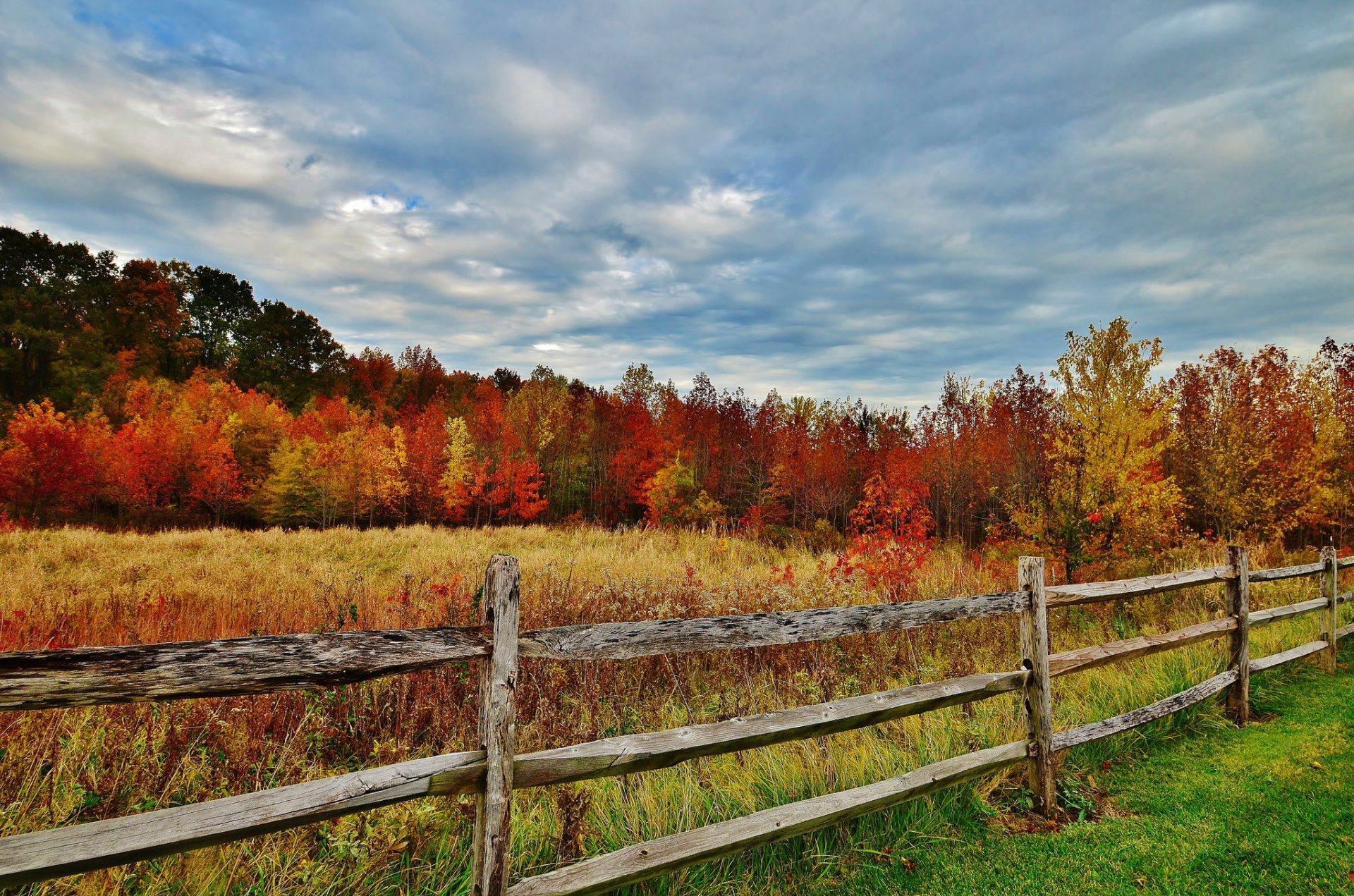 otoño bosque árboles hojas cerca cerca hierba cielo