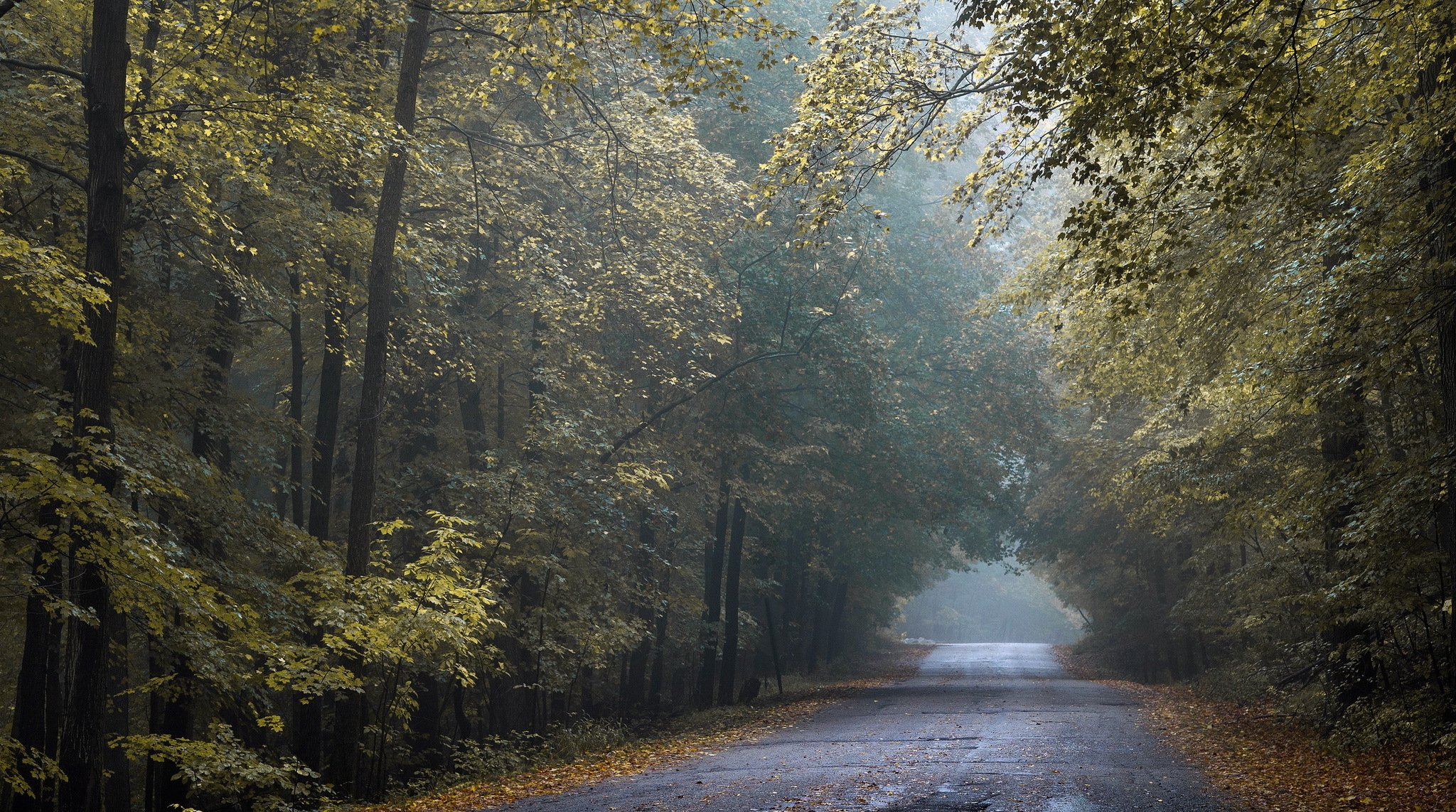 túnel de oro otoño carretera wisconsin