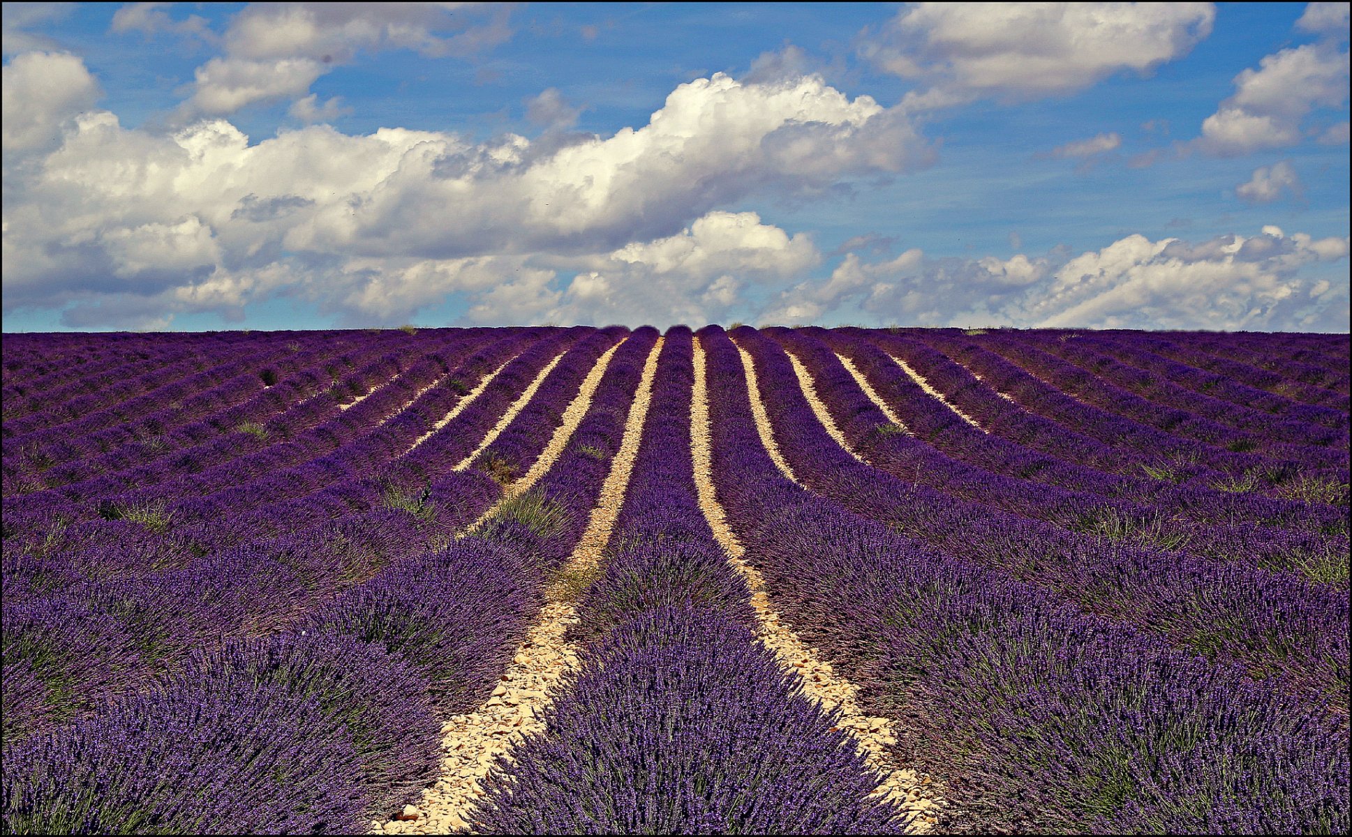 france provence champ fleurs lavande